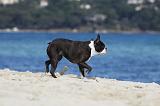 BOSTON TERRIER 322